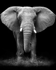 Elephant P1ainting Black & White