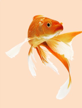  Goldfish 